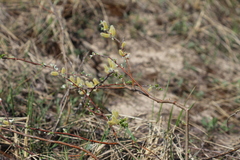 Salix cordata