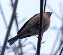Fringilla coelebs