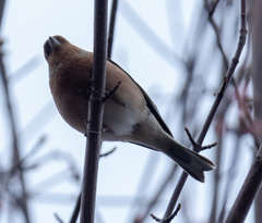 Fringilla coelebs