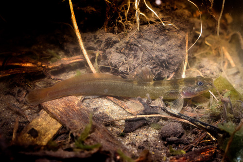 Eel catfish (Heptapterus mustelinus) — Heptapteridae
