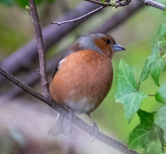 Fringilla coelebs