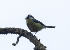 Cyanistes caeruleus