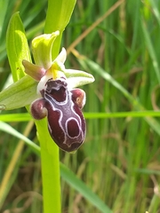 Ophrys kotschyi