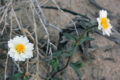 Layia glandulosa