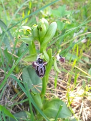 Ophrys kotschyi