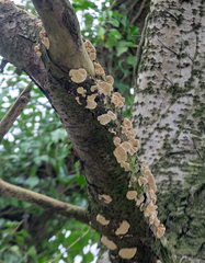Polyporales