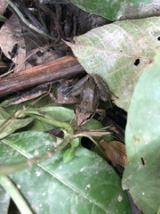 Leptodactylus didymus