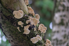 Polyporales