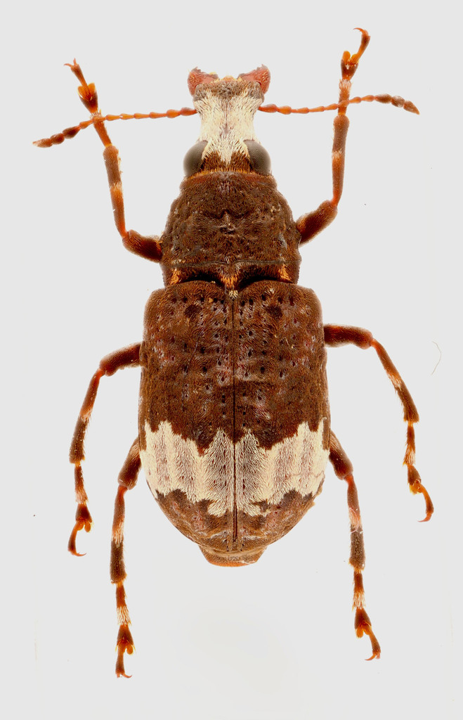 Eurymycter tricarinatus