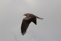 Milvus migrans migrans