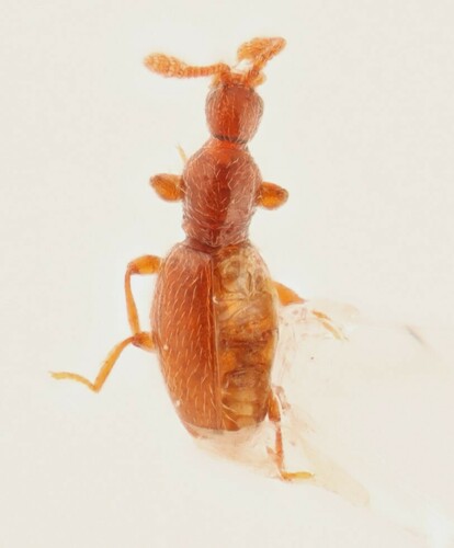 Leptoscydmus cavifrons