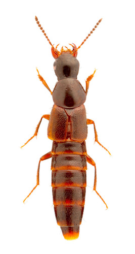 Quedius canadensis