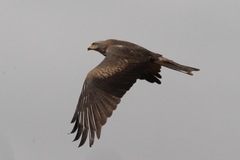 Milvus migrans migrans