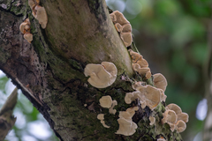 Polyporales