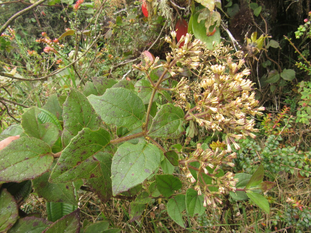 Mikania aristei