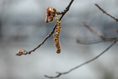 Betulaceae