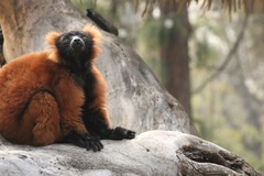 Lemur