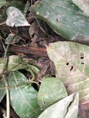 Leptodactylus didymus