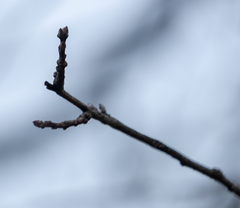 Betulaceae