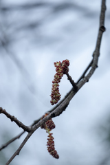 Betulaceae
