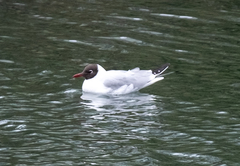 Chroicocephalus ridibundus