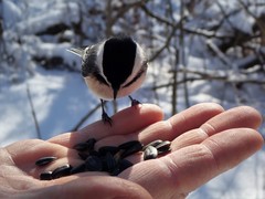Poecile atricapillus