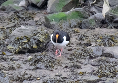 Haematopus ostralegus