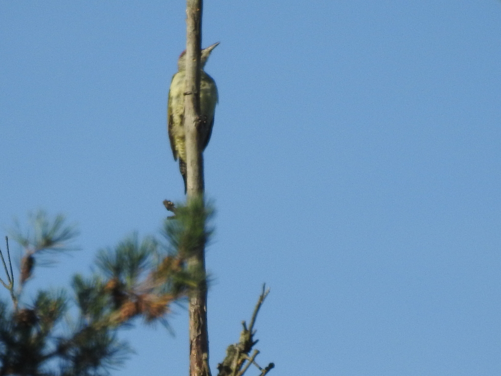 Western Grey-headed Woodpecker