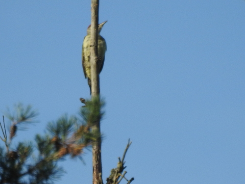 Western Grey-headed Woodpecker