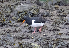Haematopus ostralegus