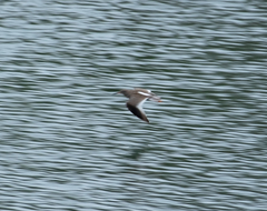 Tringa totanus