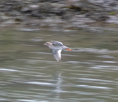 Tringa totanus
