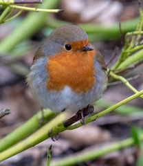 Erithacus rubecula