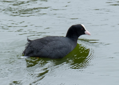 Fulica atra