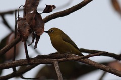 Zosterops senegalensis
