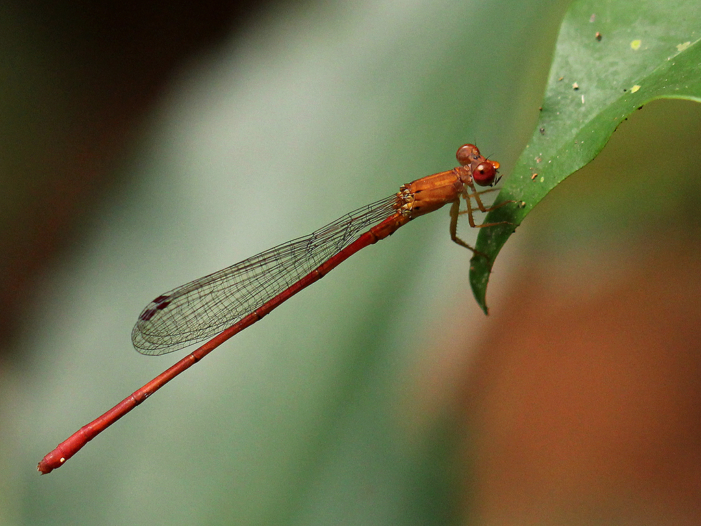Ceriagrion varians