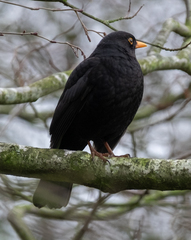 Turdus merula