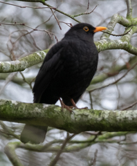 Turdus merula