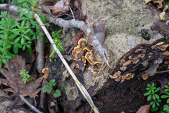 Polyporales