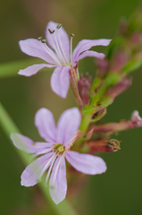Lythrum alatum lanceolatum