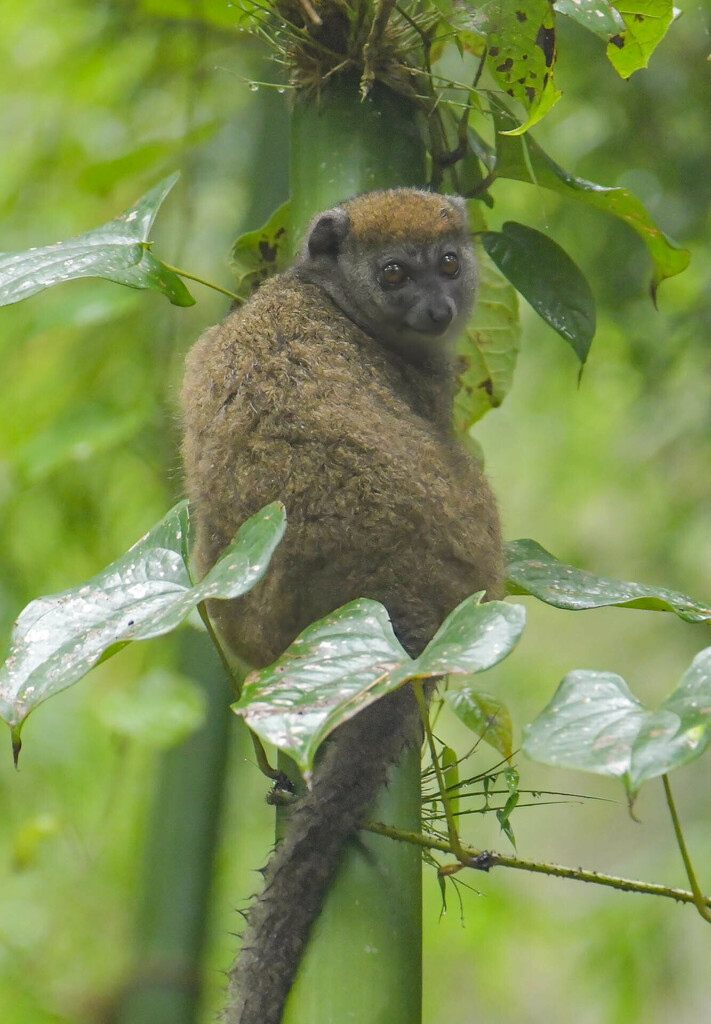 Sambirano Bamboo Lemur