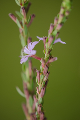 Lythrum alatum lanceolatum