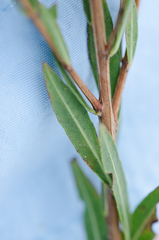 Lythrum alatum lanceolatum