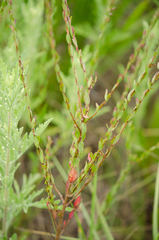 Lythrum alatum lanceolatum