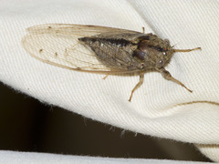 Cicadidae