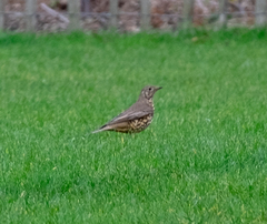 Turdus viscivorus