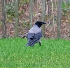 Corvus cornix