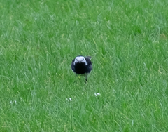 Motacilla alba