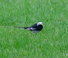 Motacilla alba