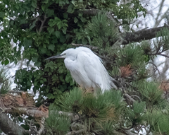 Egretta garzetta